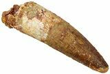 Fossil Spinosaurus Tooth - Real Dinosaur Tooth #311159-1